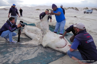Image: Marine Dynamics